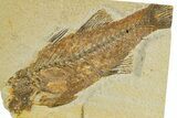 Bargain, Uncommon Fish Fossil (Mioplosus) - Wyoming #320155-1